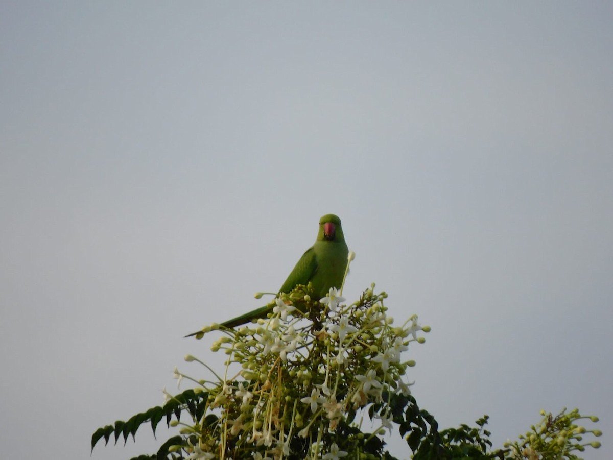 Rose-ringed Parakeet - ML642213662