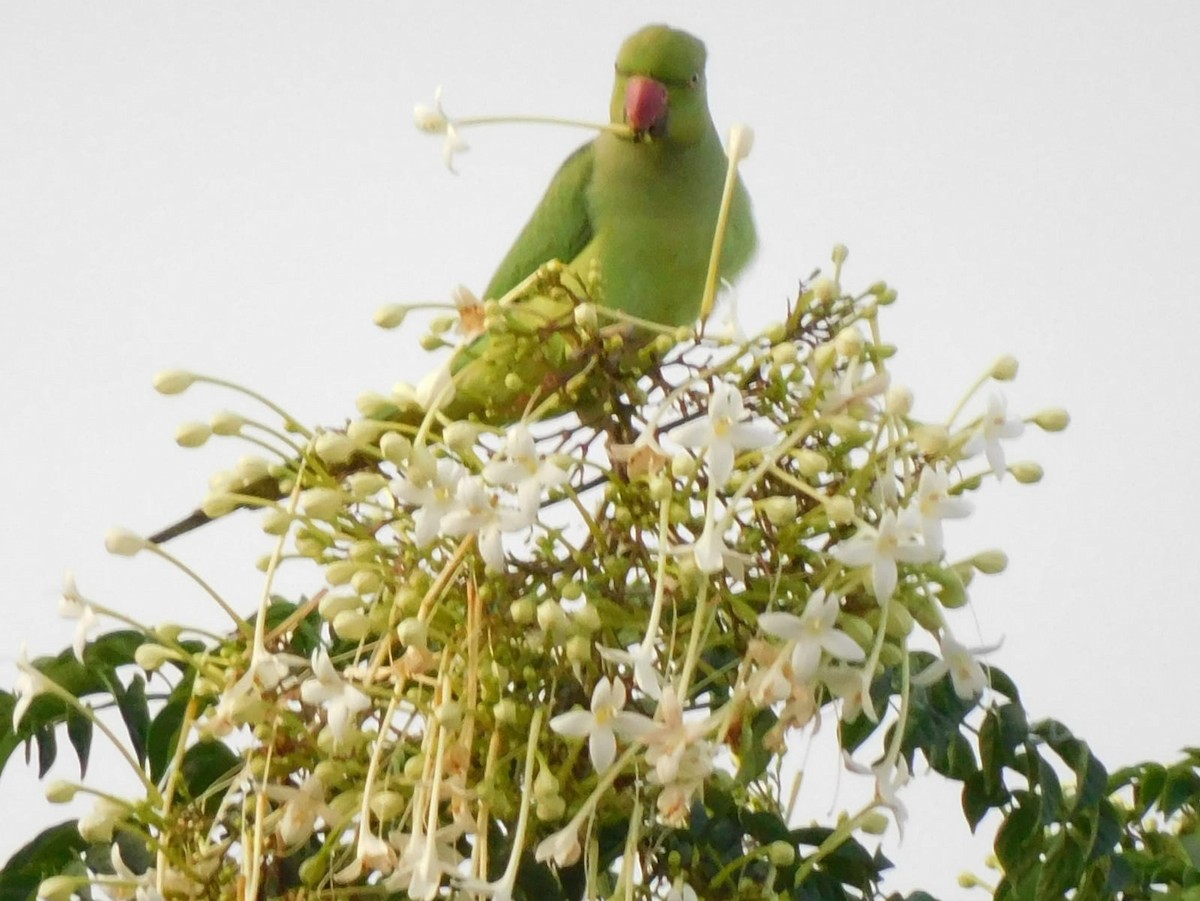 Rose-ringed Parakeet - ML642213664