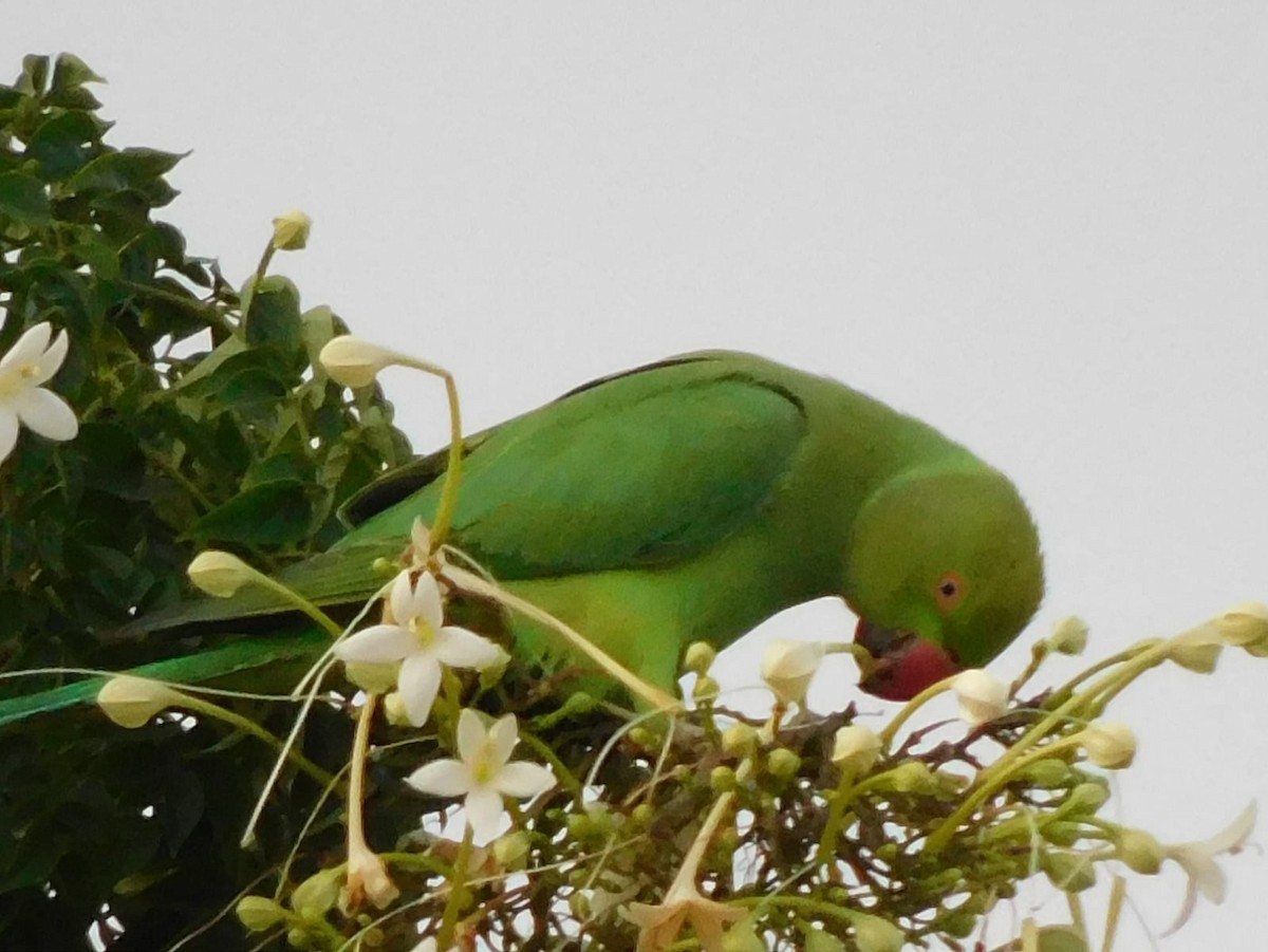 Rose-ringed Parakeet - ML642213665