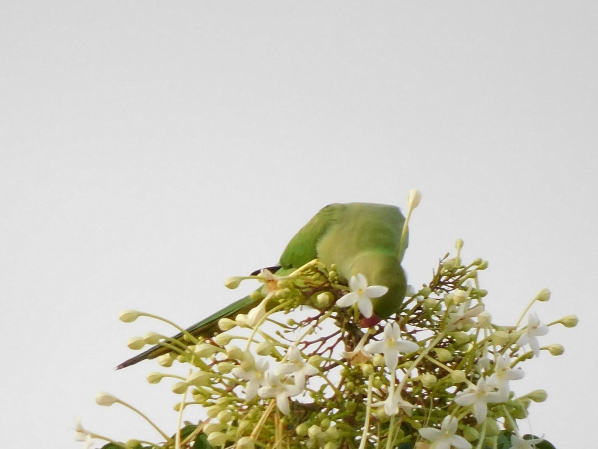 Rose-ringed Parakeet - ML642213666