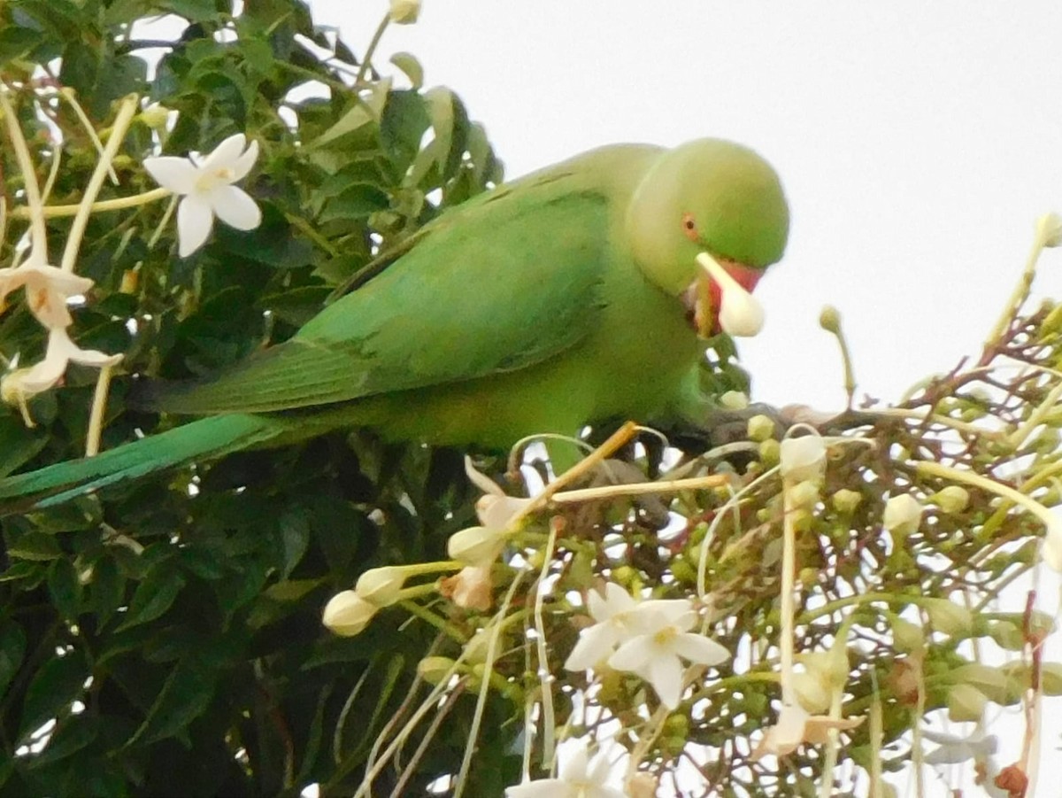 Rose-ringed Parakeet - ML642213667