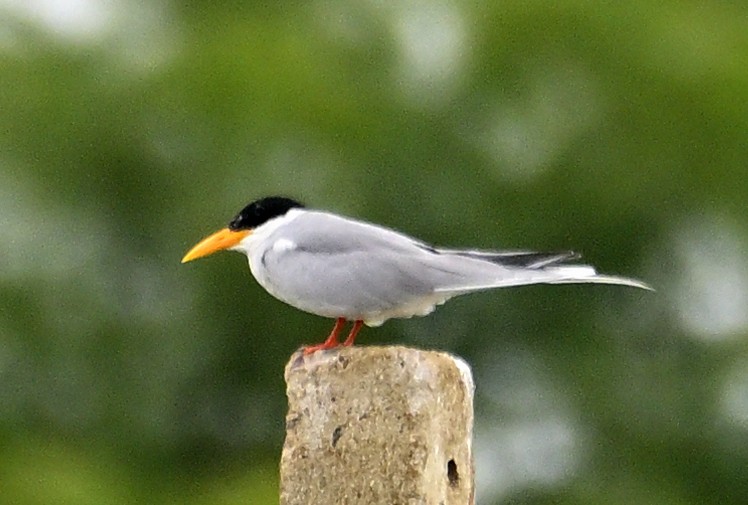 River Tern - ML642213679