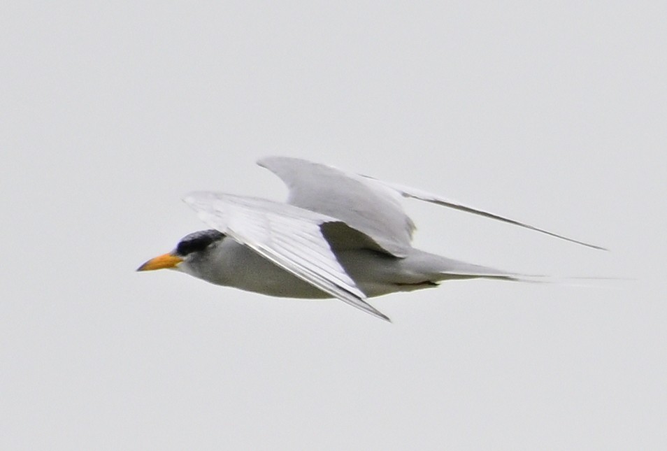 River Tern - ML642213680