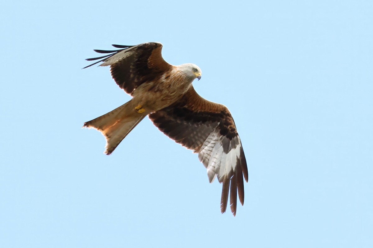 Red Kite - ML642213725