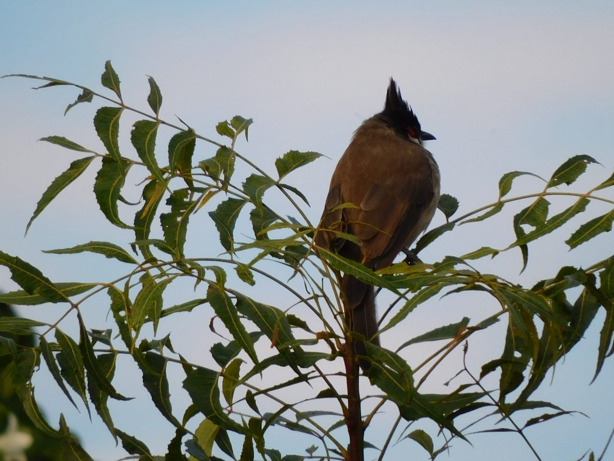 Red-whiskered Bulbul - ML642213733