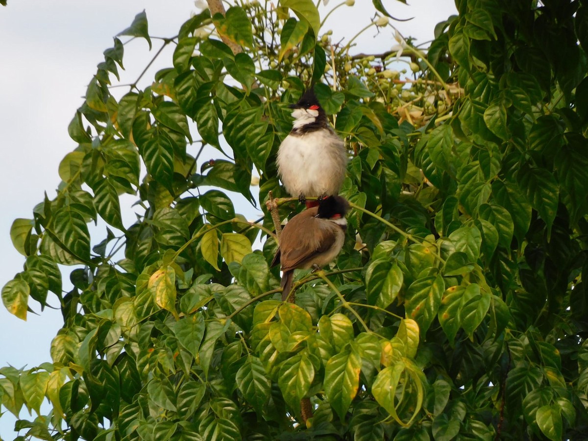 Red-whiskered Bulbul - ML642213734
