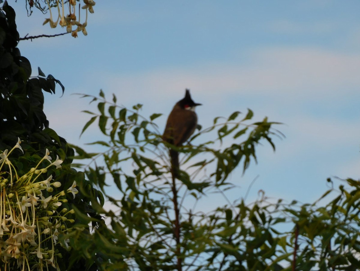 Red-whiskered Bulbul - ML642213735