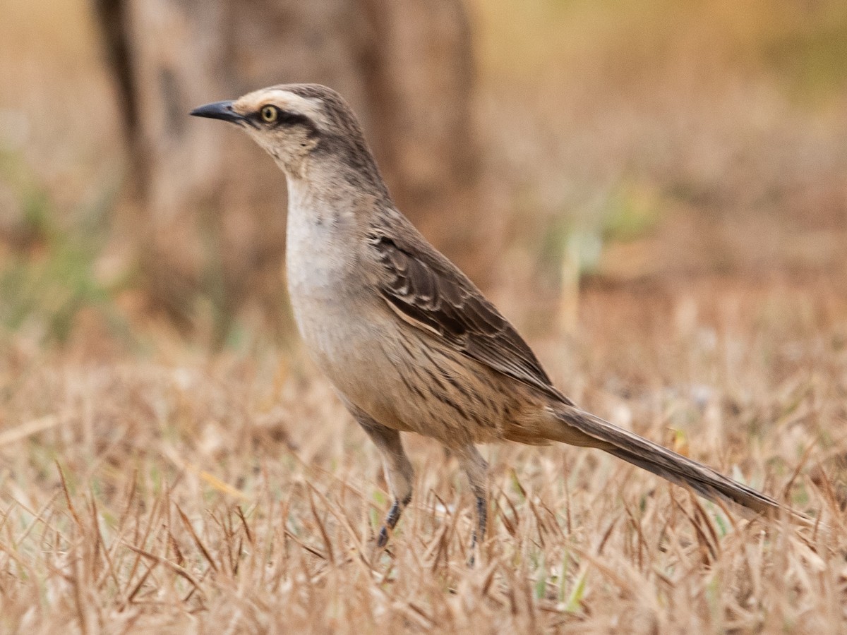Sinsonte Calandria - ML642213770