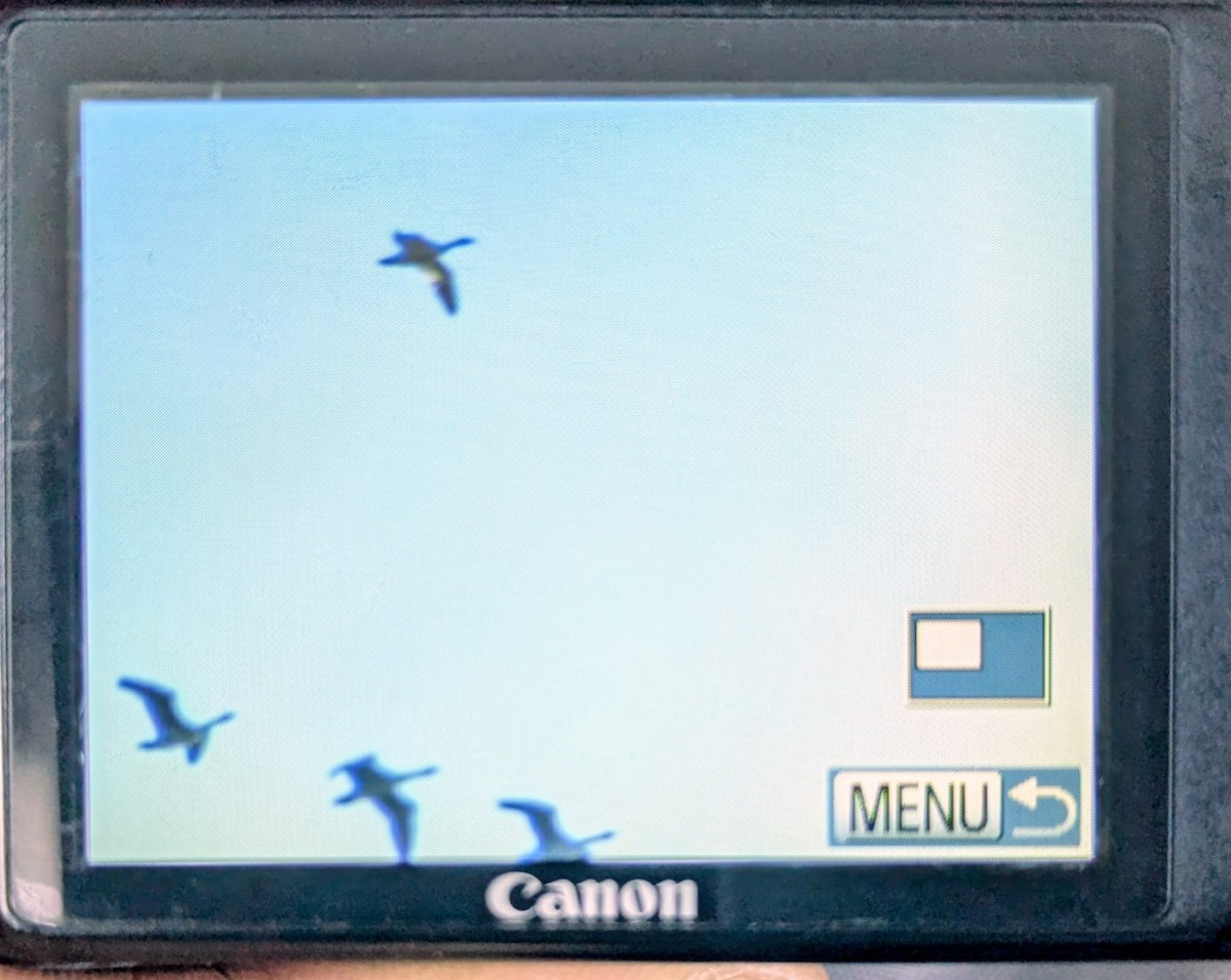 Snow Goose - ML642213794