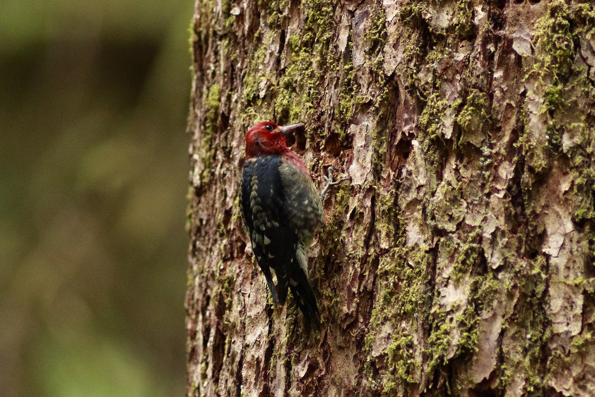 Red-breasted Sapsucker - ML642213796