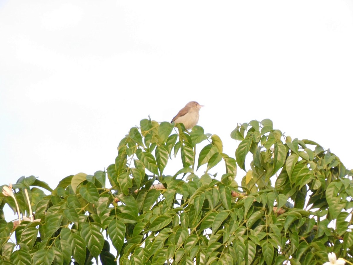 Pale-billed Flowerpecker - ML642213802