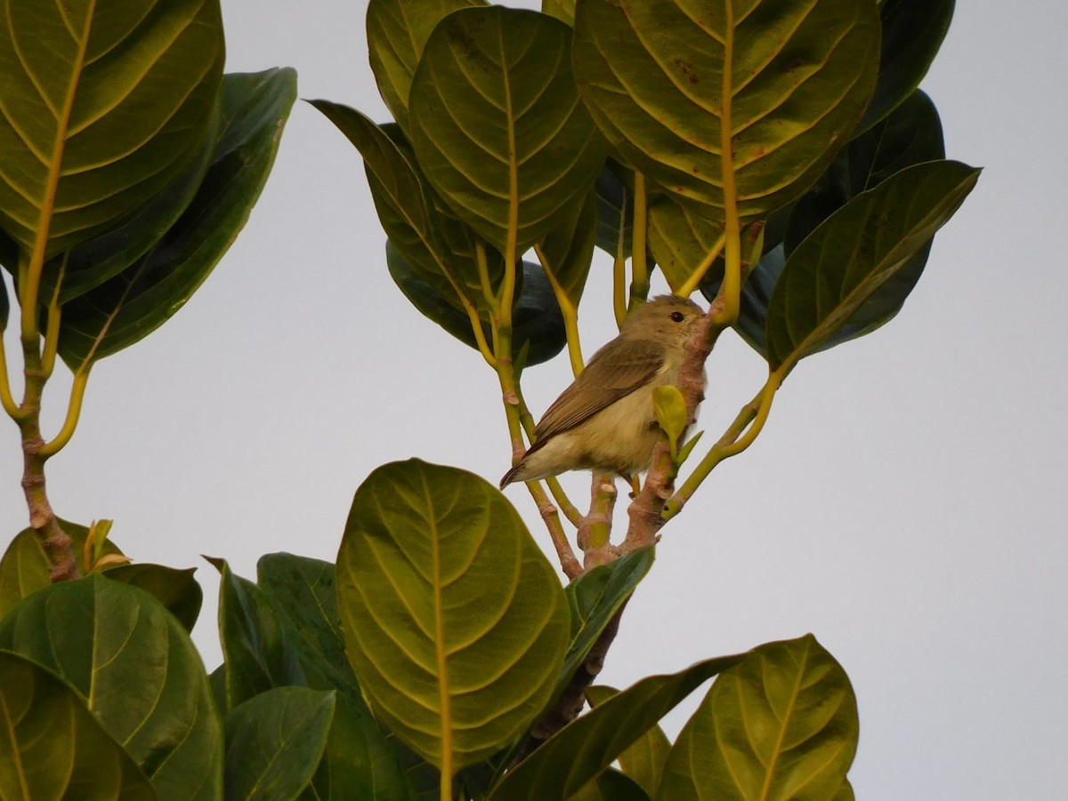 Pale-billed Flowerpecker - ML642213803