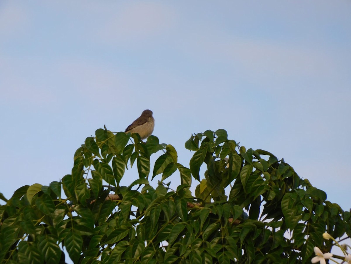 Pale-billed Flowerpecker - ML642213804