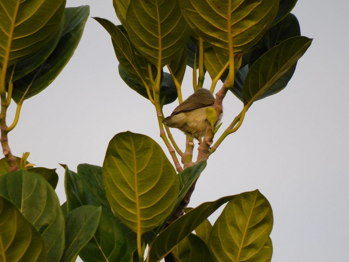 Pale-billed Flowerpecker - ML642213805