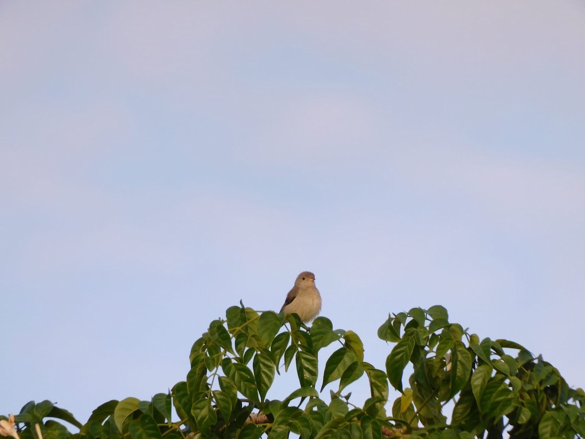 Pale-billed Flowerpecker - ML642213806