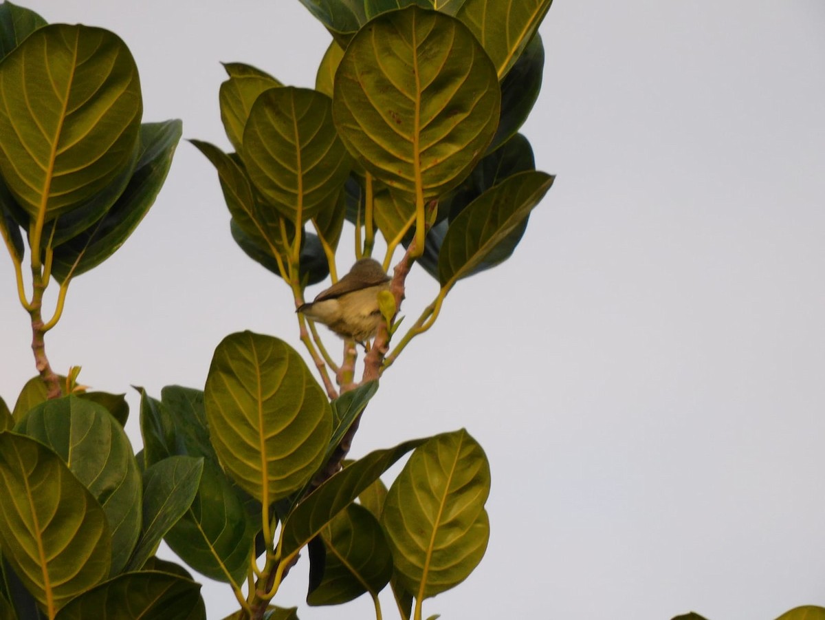 Pale-billed Flowerpecker - ML642213807