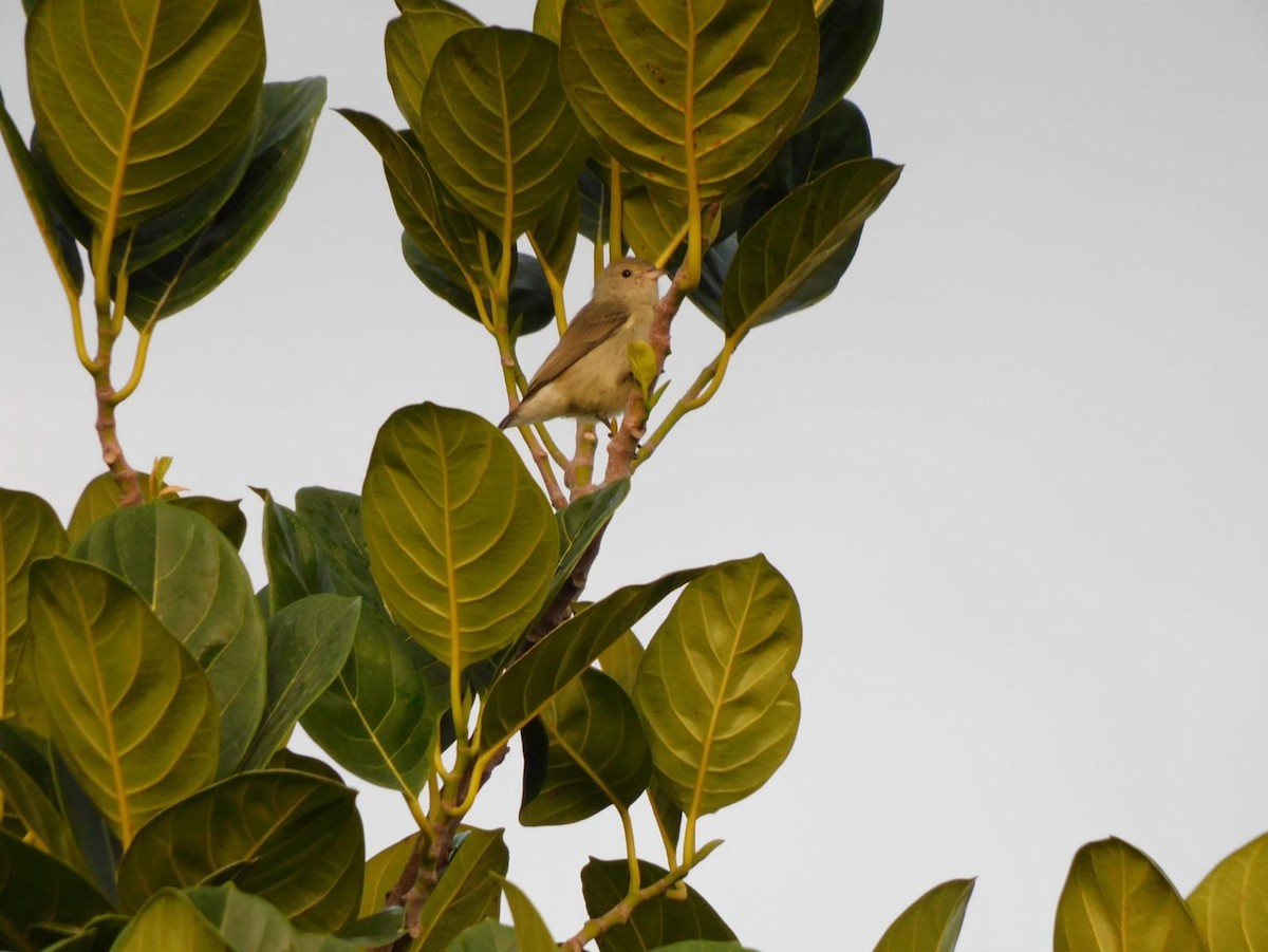 Pale-billed Flowerpecker - ML642213808