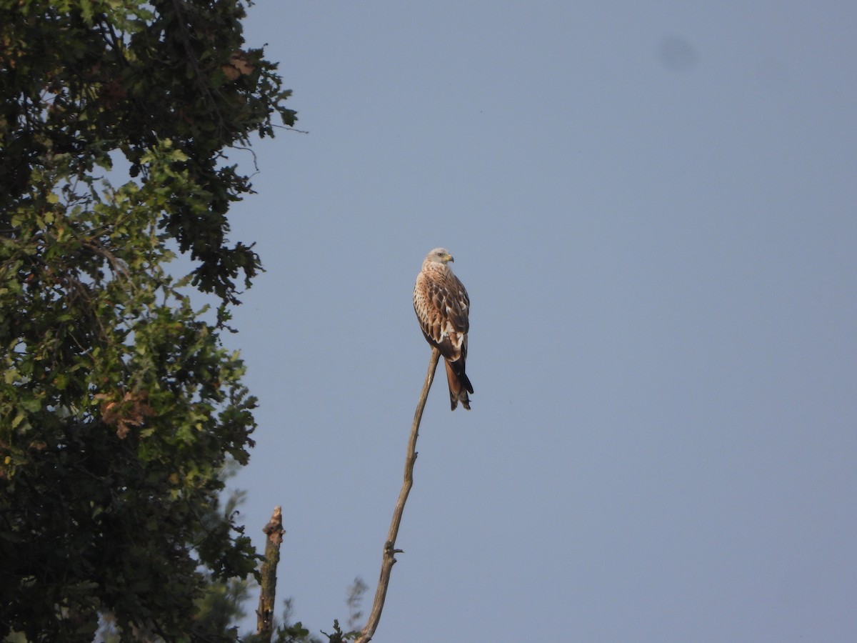 Red Kite - ML642213872