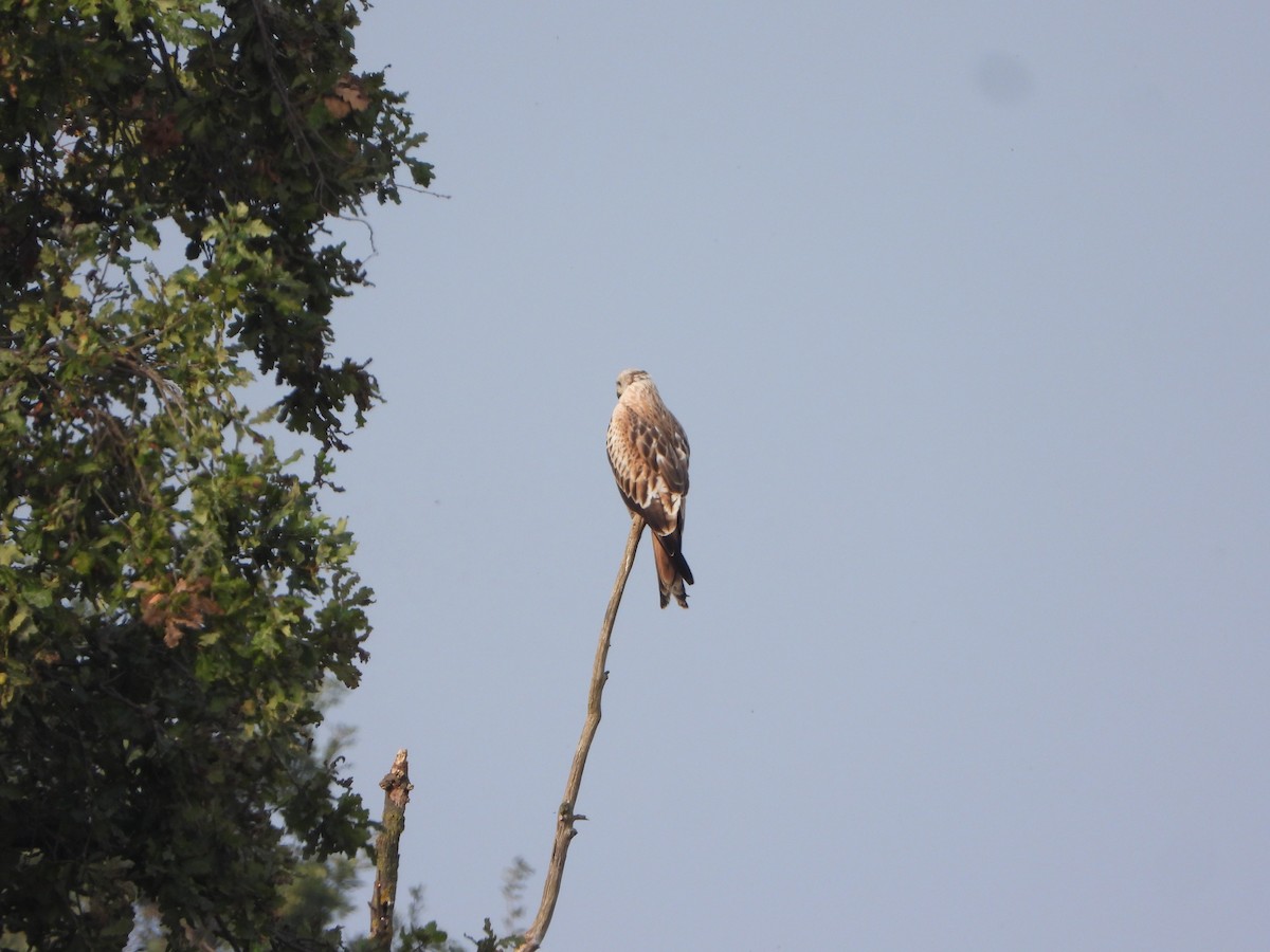 Red Kite - ML642213873