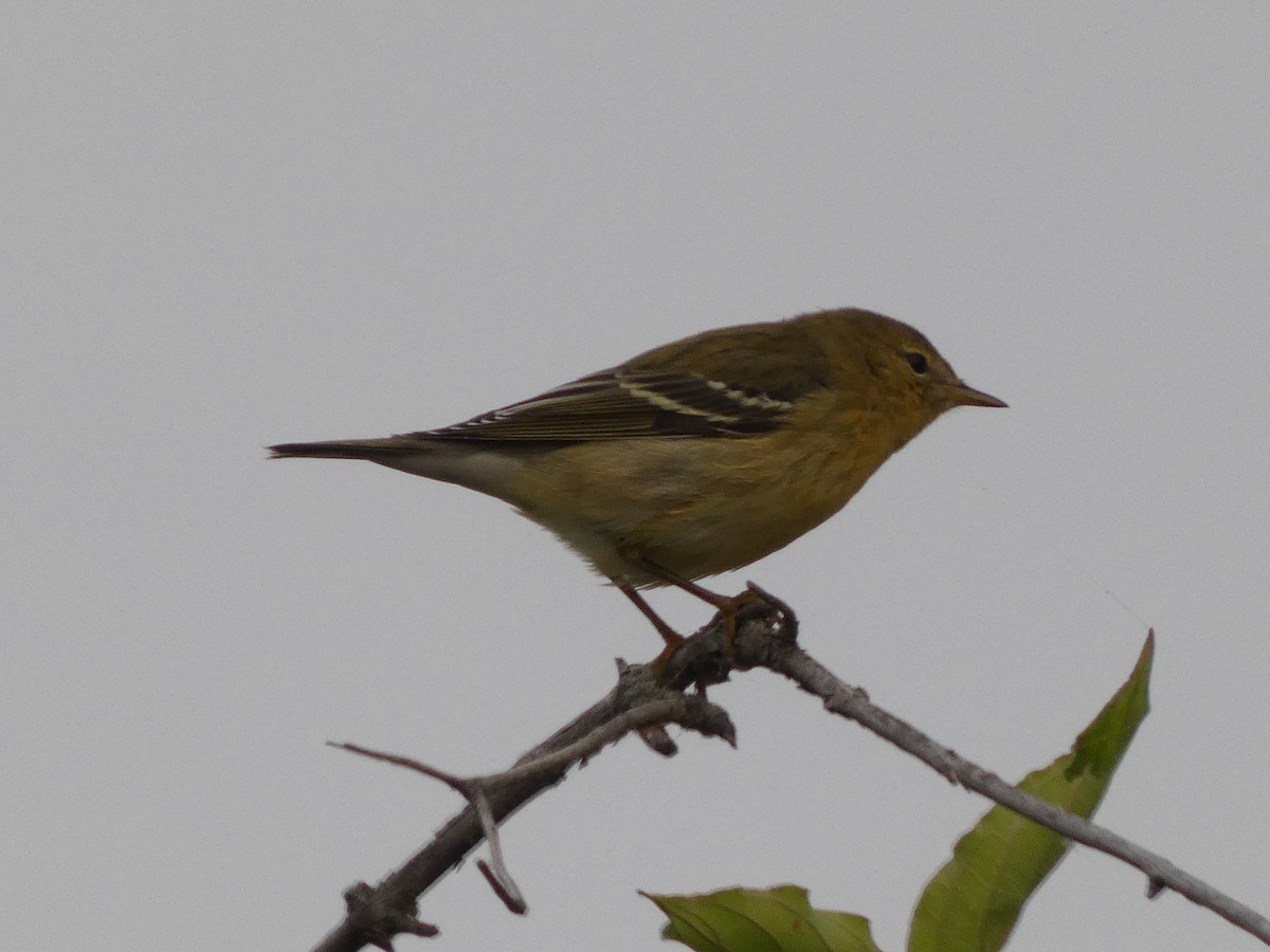 Paruline rayée - ML642213889