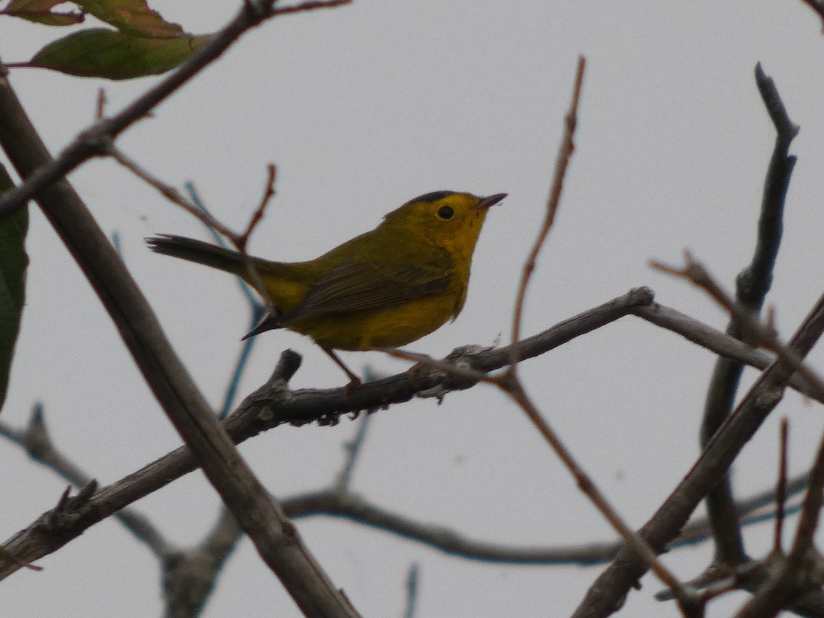 Wilson's Warbler - David Riddle