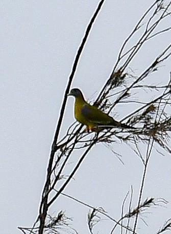 Vinago Patigualdo - ML642213898