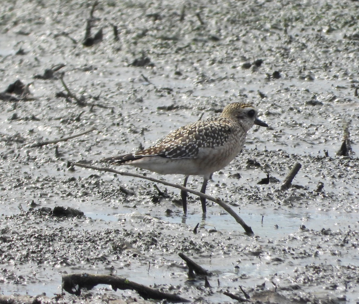 American Golden-Plover - ML642213924