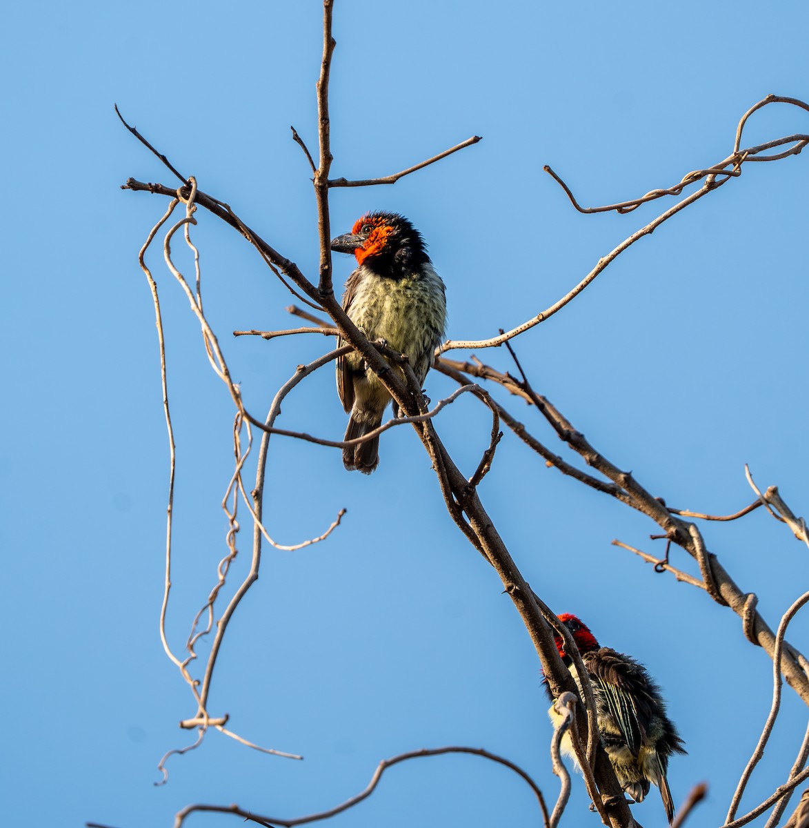 Black-collared Barbet - ML642213945