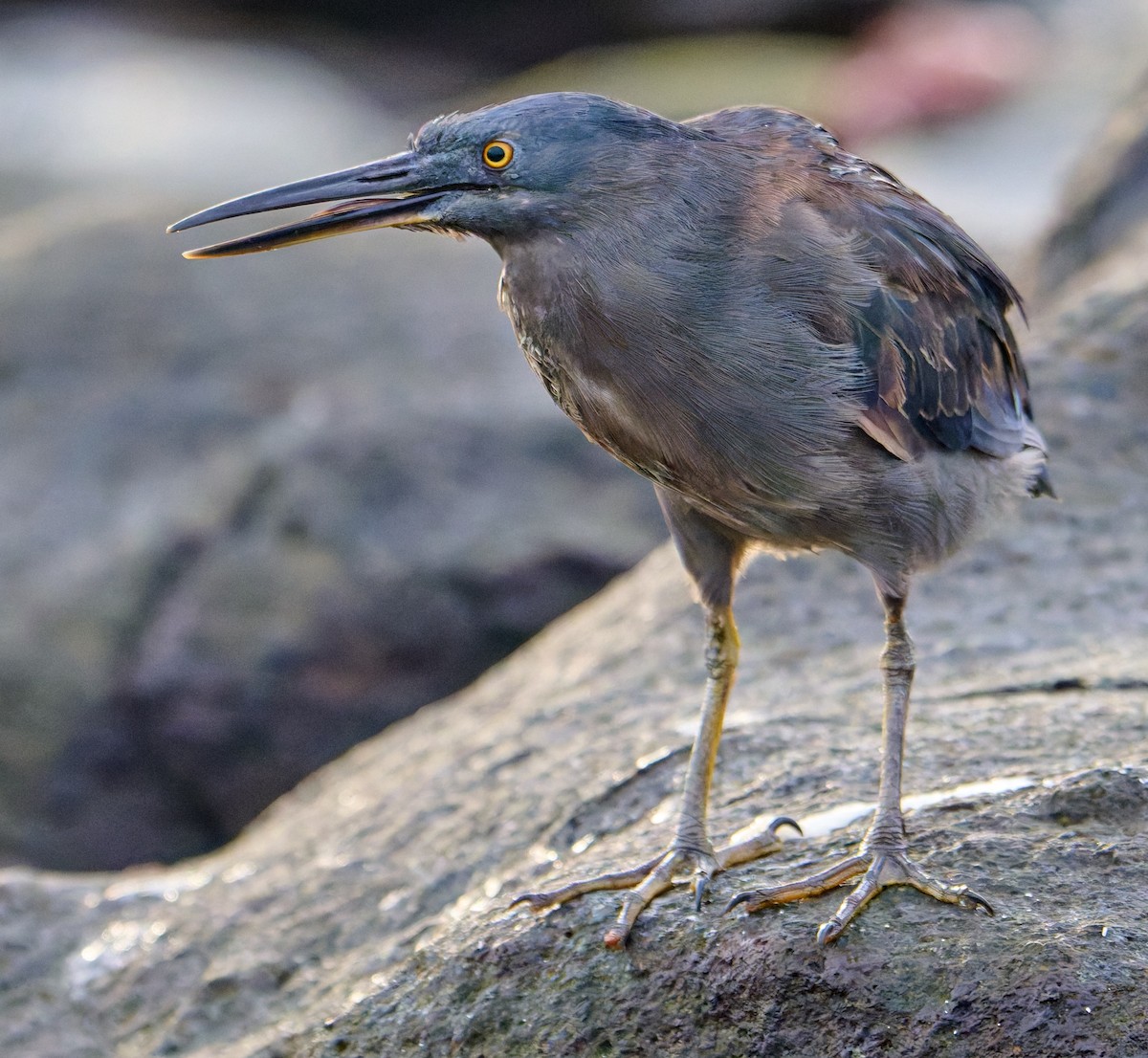 Striated Heron (Galapagos) - ML642213996