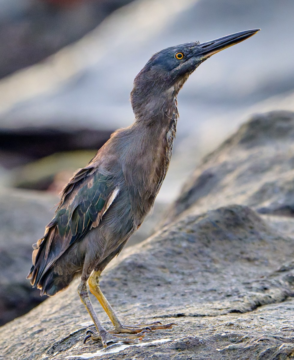 Striated Heron (Galapagos) - ML642213997