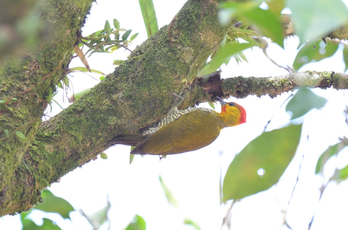 Carpintero Gorjigualdo - ML642214016