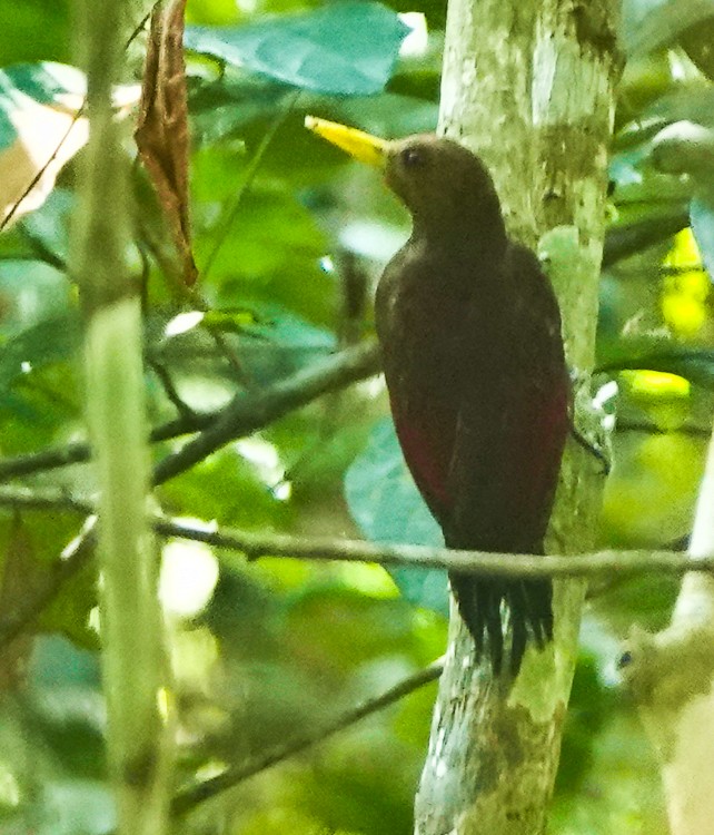 Maroon Woodpecker - ML642214018