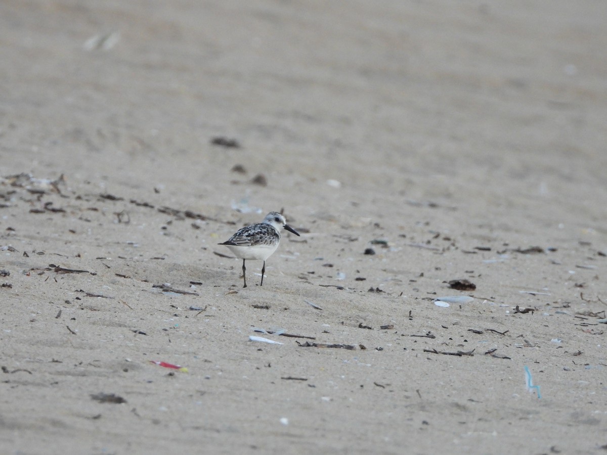 Sanderling - Shreyas Ramanan