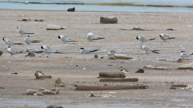 Txenadatxo amazoniarra - ML642214081