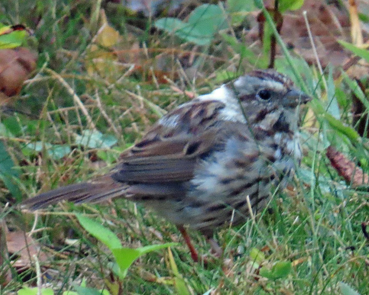 Song Sparrow - ML642214087