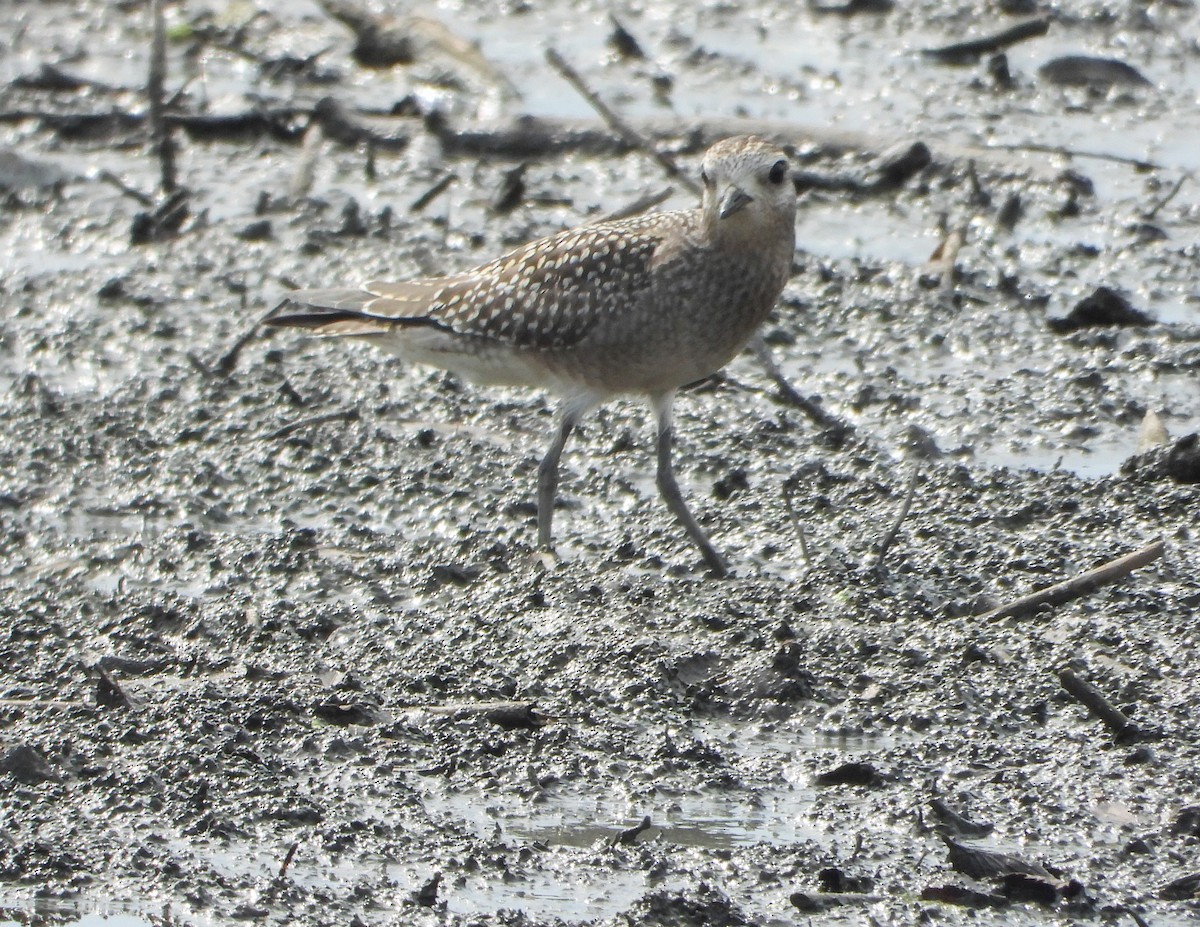 American Golden-Plover - ML642214099