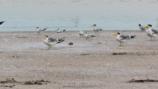 Txenadatxo amazoniarra - ML642214100