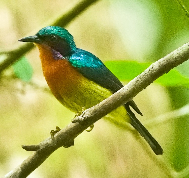 Ruby-cheeked Sunbird - ML642214101