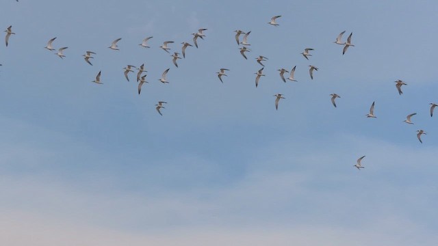 Txenadatxo amazoniarra - ML642214143