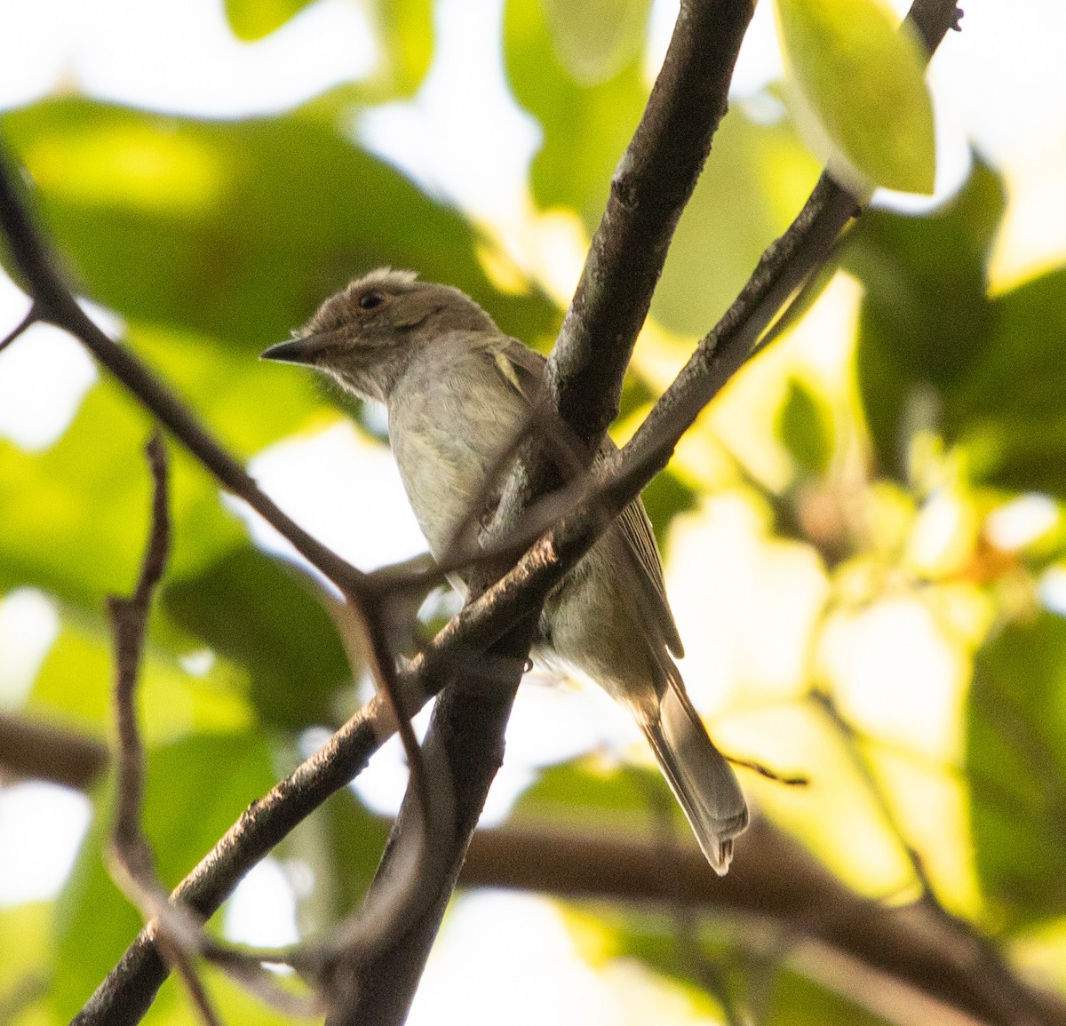 Манакін-вертун білочеревий - ML642214157