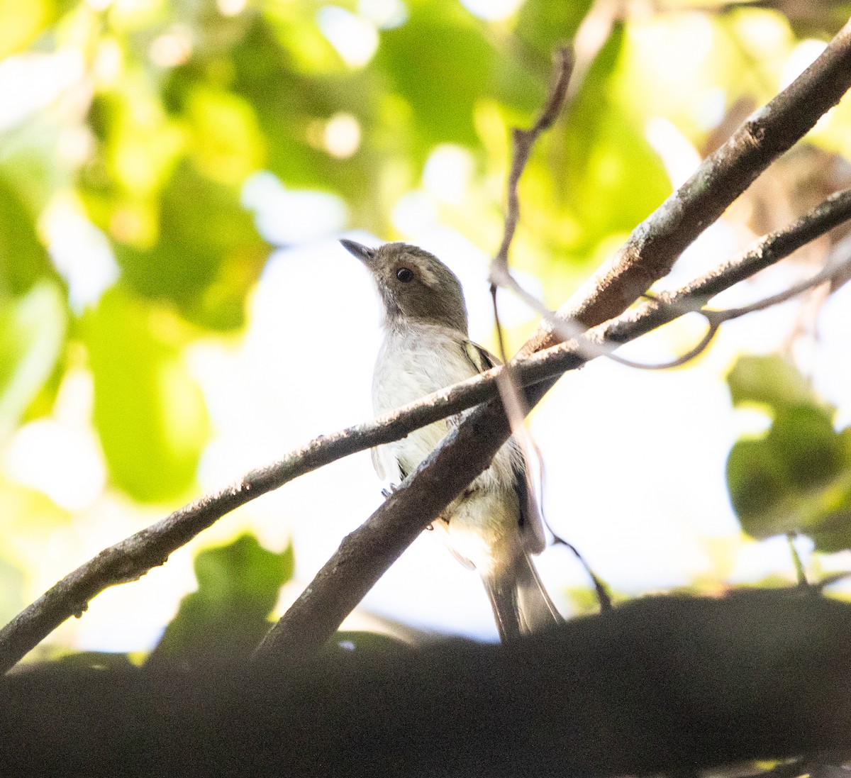 Манакін-вертун білочеревий - ML642214158