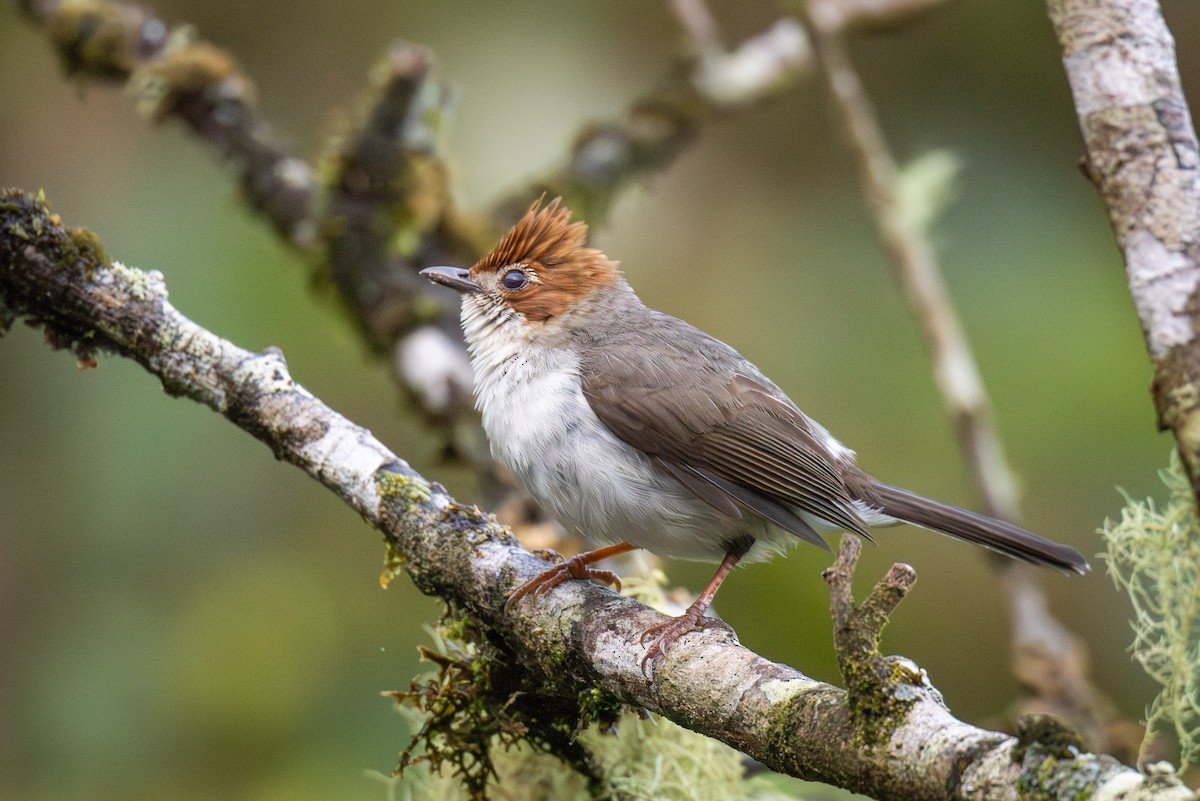 Chestnut-crested Yuhina - ML642214178