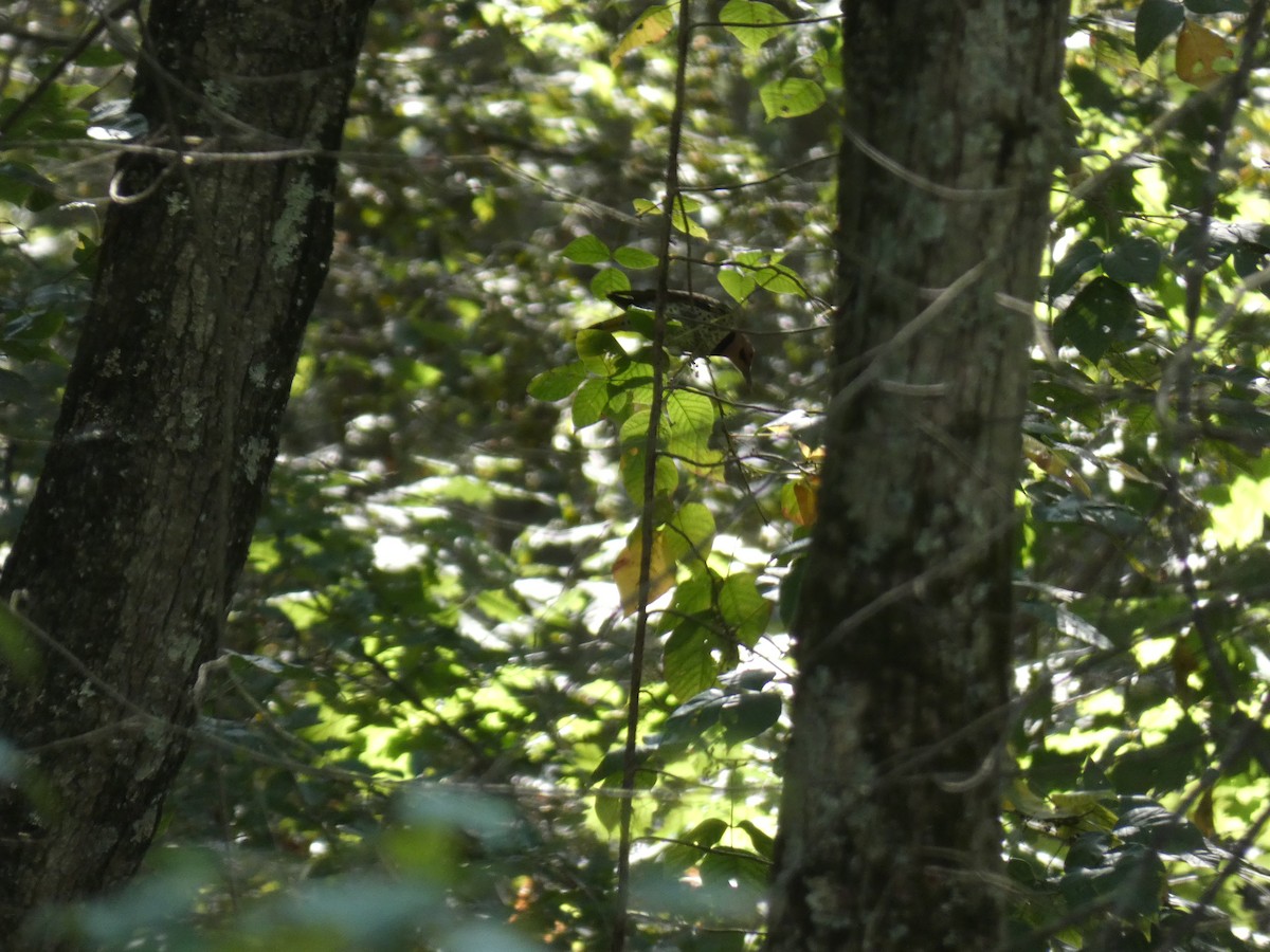 Northern Flicker - ML642214189