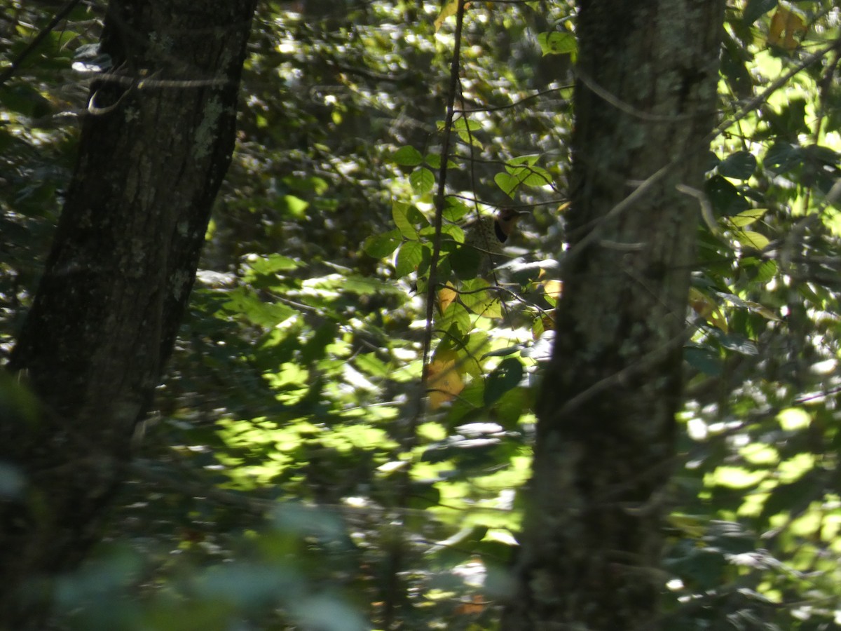 Northern Flicker - ML642214192