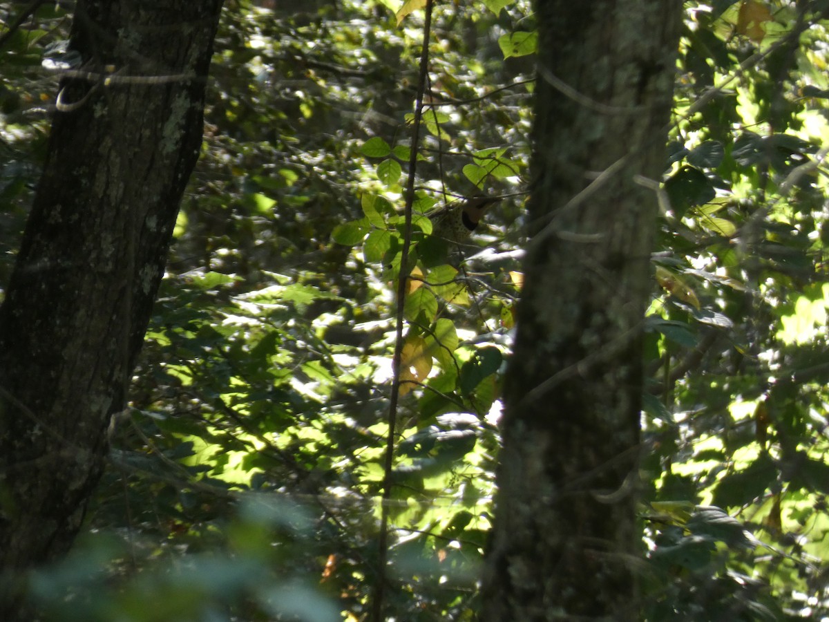 Northern Flicker - ML642214194