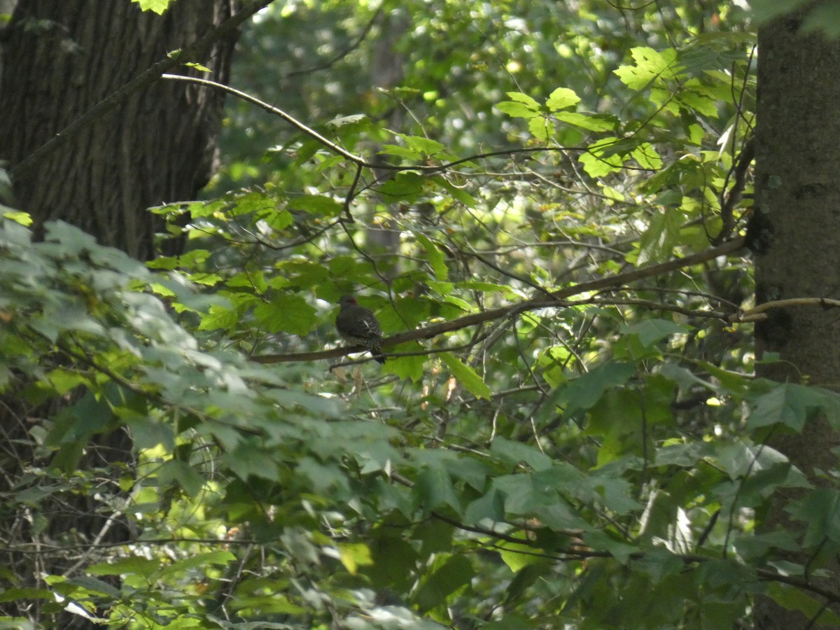 Northern Flicker - ML642214195