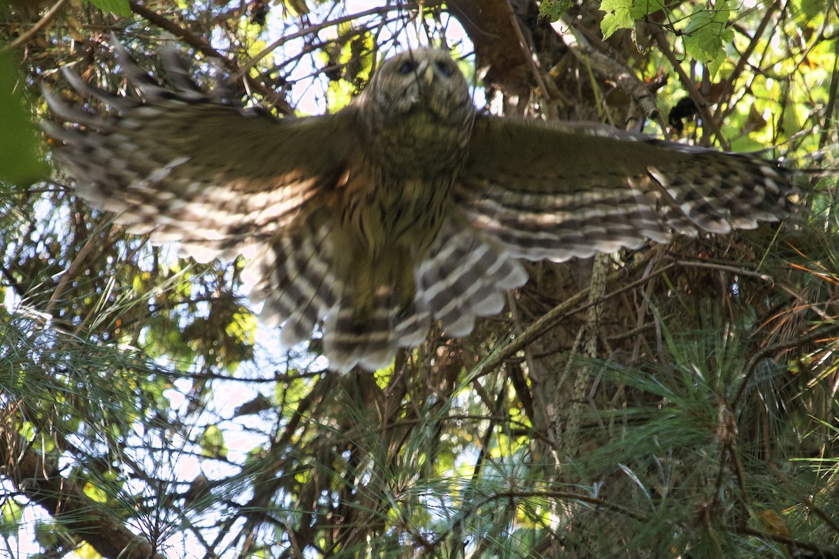 Barred Owl - ML642214202
