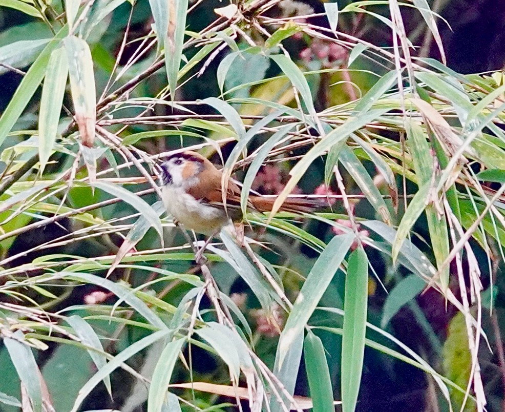 Black-throated Parrotbill - ML642214206