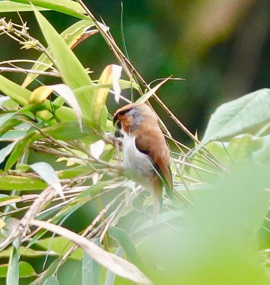 Black-throated Parrotbill - ML642214207