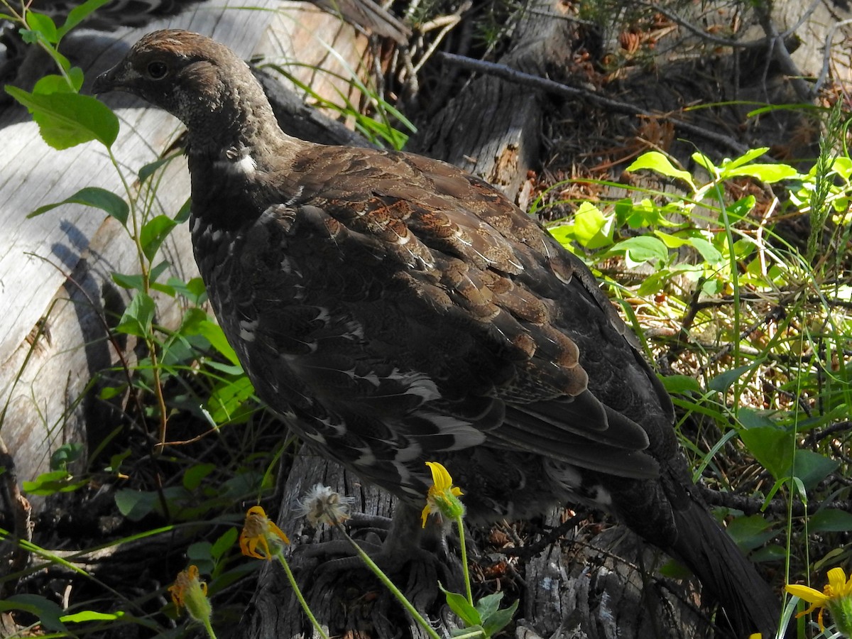 Dusky Grouse - Mark W11 Kulstad